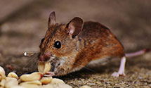 24 Hour & Emergency Exterminators in Westel, TN
